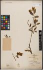 Foto von Salix wilsonii Seemen